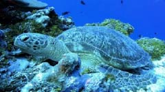 ngda-biodiversity-and-ecosystems-theme